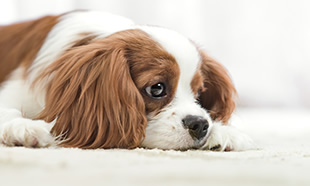 犬の病気　目の病気