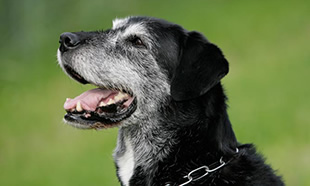 犬の病気　皮膚の病気